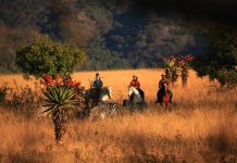 Cele mai frumoase parcuri salbatice din Africa de Sud
