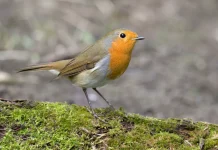 Care este semnificatia spirituala a unei pasari care loveste o fereastra?